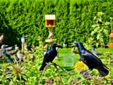 stare im garten gut oder schlecht