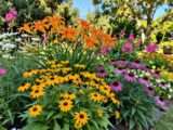 Stauden für Sonne: Pflanzen für sonnige Standorte