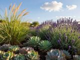Trockenheitsresistente Pflanzen für Ihren Garten