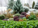 winterhart pflanzen für den garten
